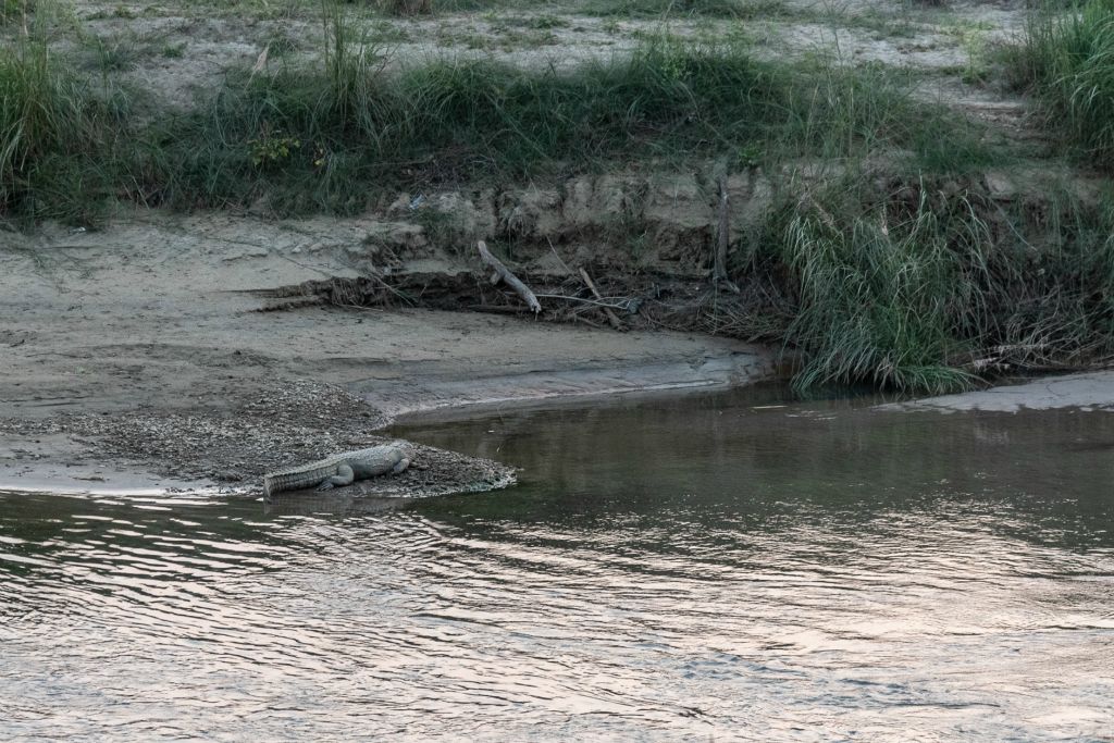 Crocodile au bord de la rivière Bouri Rapti 